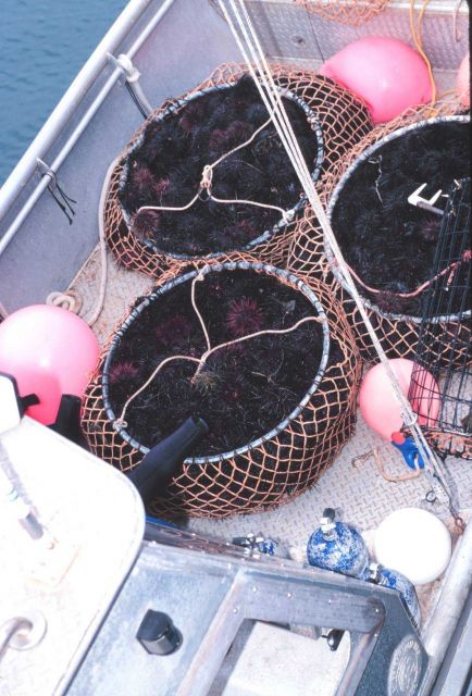 Commercially harvested sea urchins being offloaded from the F/V RAPTOR at the commercial fishing marina Picture
