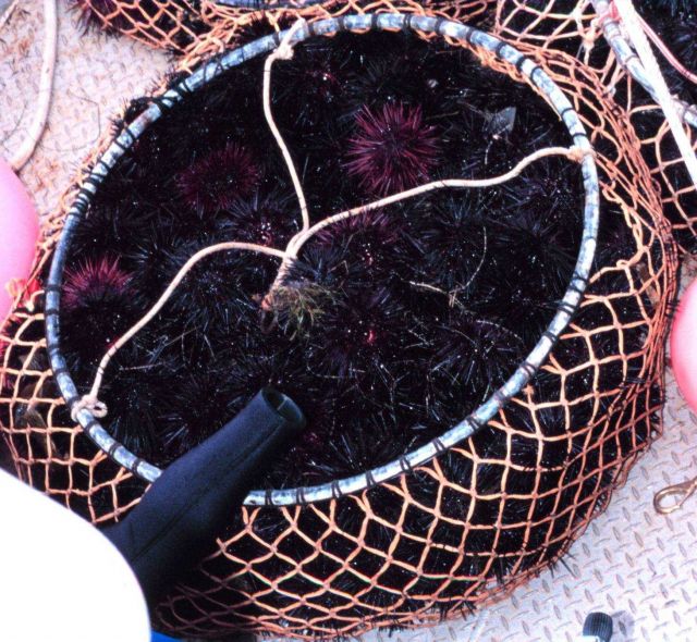 Commercially harvested sea urchins being offloaded from the F/V RAPTOR at the commercial fishing marina Picture