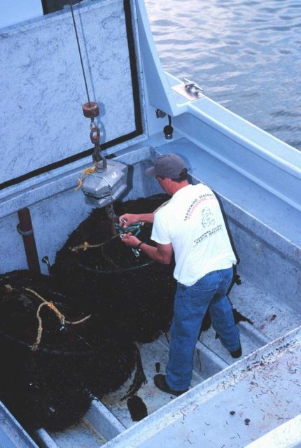 Commercially harvested sea urchins being offloaded from the F/V RAPTOR at the commercial fishing marina Picture