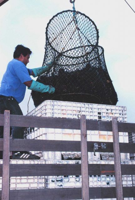 Commercially harvested sea urchins being offloaded from fishing vessel and for shipping to a processing plant Picture