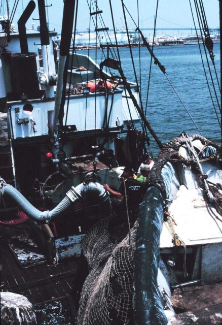 F/V VITO pumping anchovies to processing facility Picture