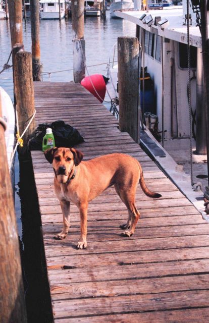 A fisherdog guards his master's boat near Triangle Fisheries Picture