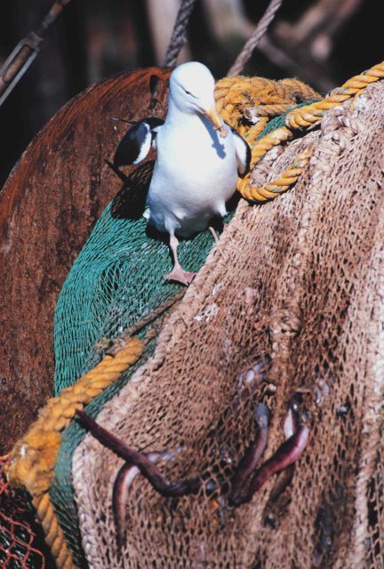 Seagull dining on remains of eels left in netting - part of fisheries bycatch Picture