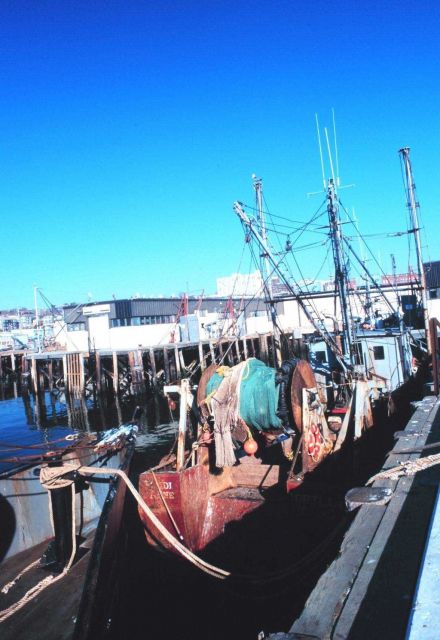 Groundfish trawlers tied up at the Portland Fish Exchange Picture