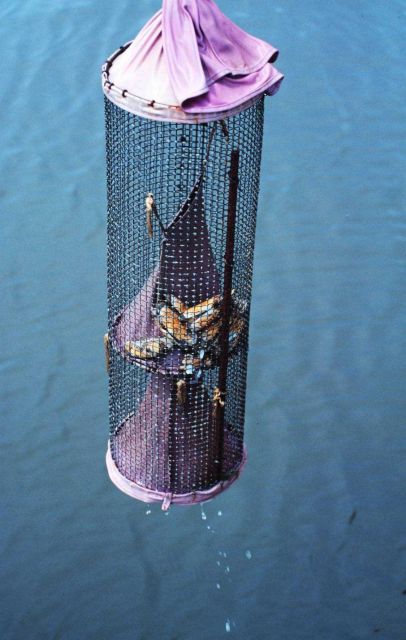 An eel trap on display at the Chesapeake Bay Maritime Museum Picture