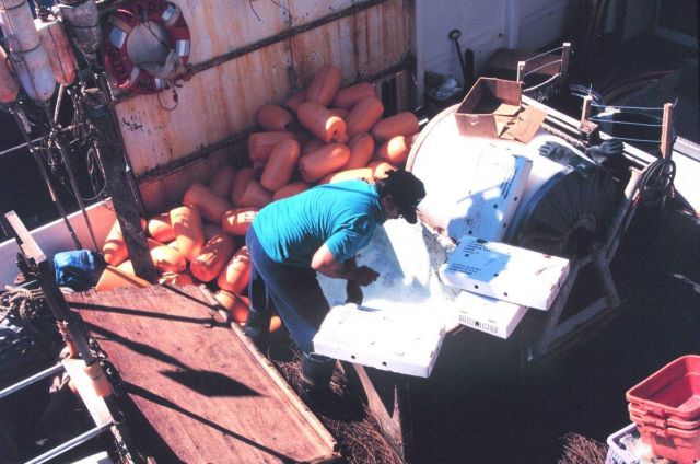 Loading frozen bait into the hold of a longliner before leaving for the fishing grounds. Picture