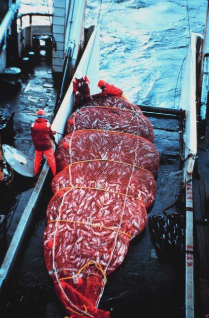 A 16,000 pound catch of pollock coming aboard the MILLER FREEMAN. Picture