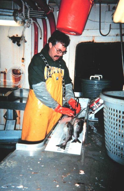 Scientist studying fish caught during stock assessment surveys. Picture