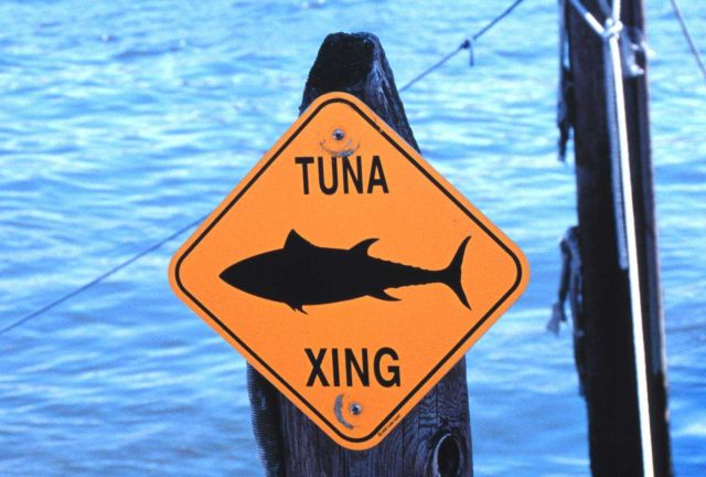Take it easy!!! Tuna cross here Picture