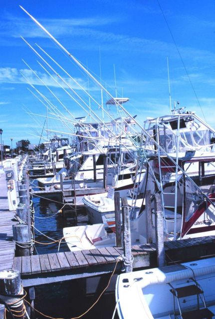 Part of the sport-fishing fleet at Lewes Picture