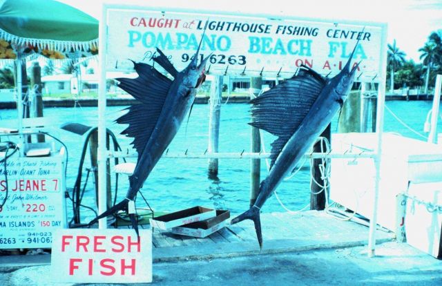 Sailfish caught off Pompano Beach Picture