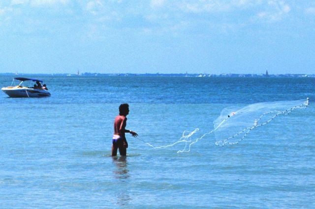 Casting a net for baitfish near Miami Picture
