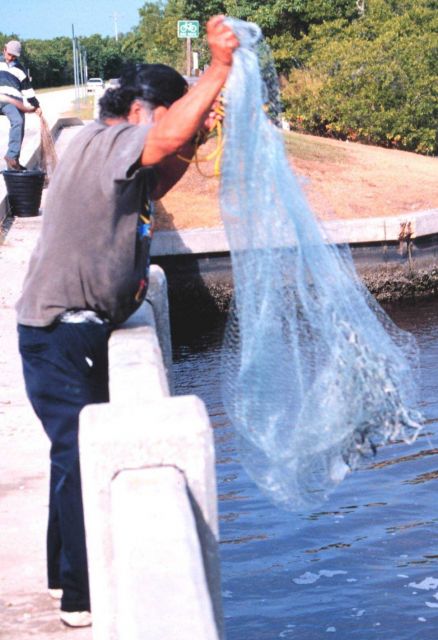 Photo -4a - A fisherman retrieving his net after casting for mullet and other fish off a bridge south of Everglades City. Picture