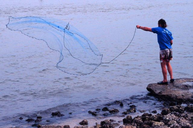 Fisherman casting his net for mullet and other fish next to the Judge Jolly Bridge on Marco Island. Picture