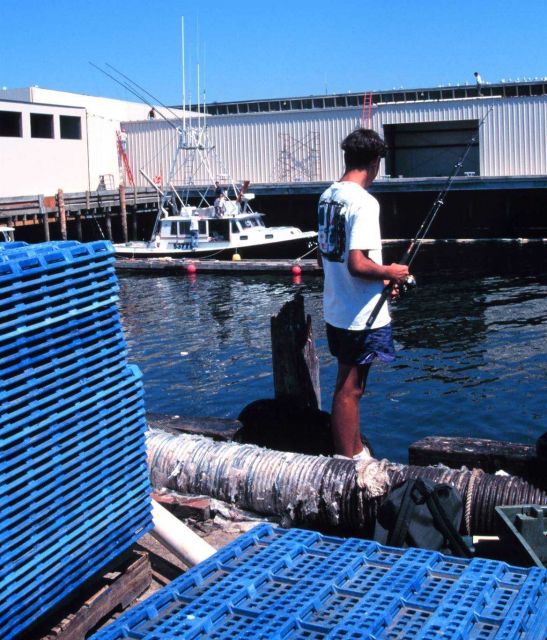 Boy fishing from the commercial docks Picture