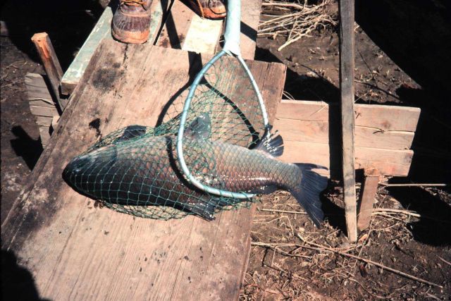 A Grand River Sucker in the net. Picture