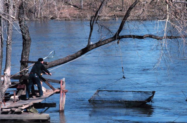 Dip netters harvesting Grand River Suckers Picture