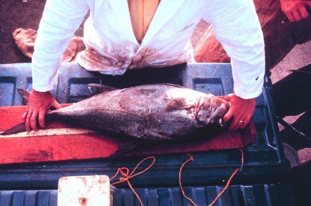 NMFS biologist Charles Malooch III measures an angler's catch Picture