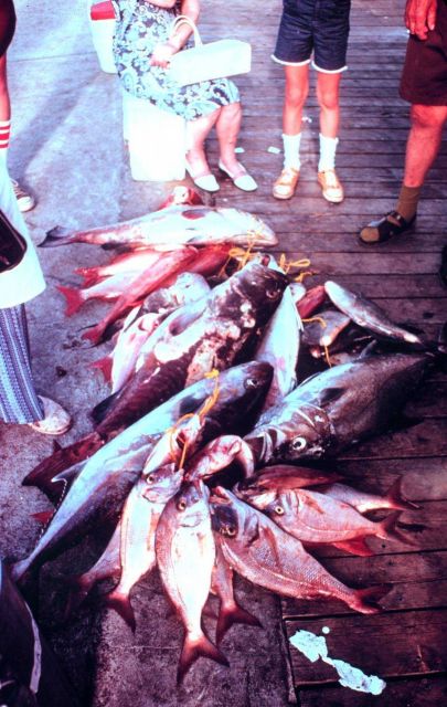 A variety of fish species from a headboat trip ready to be identified, measured, and weighed by NMFS biologists. Picture