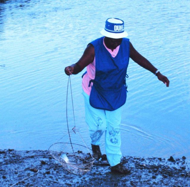 Fishing for blue crabs with traps in a tidal stream Picture
