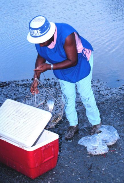 Fishing for blue crabs with traps in a tidal stream Picture
