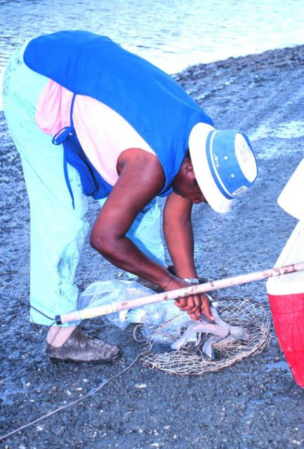 Fishing for blue crabs with traps in a tidal stream Picture