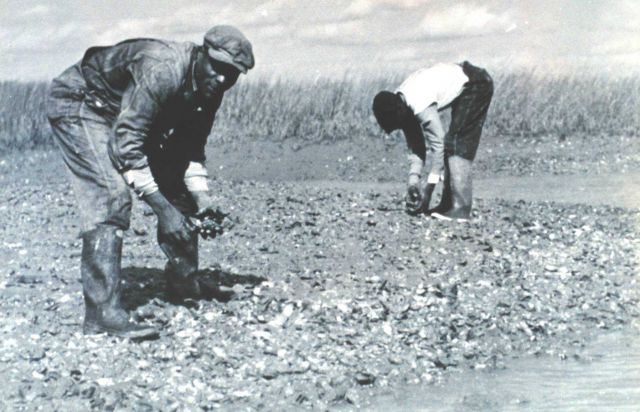 Gathering commercial oysters is done chiefly by dredging or tonging Picture