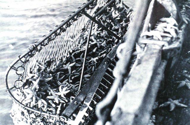 Hundred of starfish dredged or scraped off an oyster bed Picture