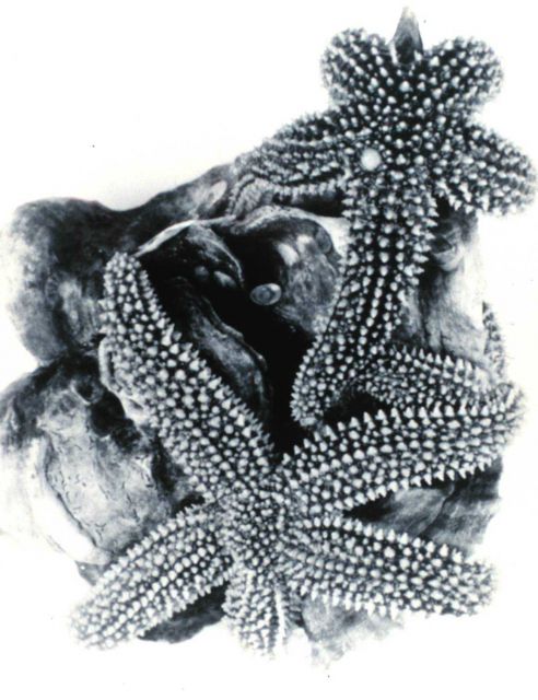 Starfish attacking young oysters Picture