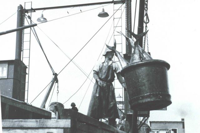 A 500-lb bucket of yellow-fin tuna being swung off a vessel to a receiving trough for further processing Picture