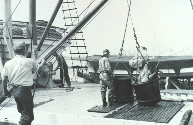 A 500-lb bucket of yellow-fin tuna ready to be offloaded from fishing vessel to a receiving trough for further processing Picture
