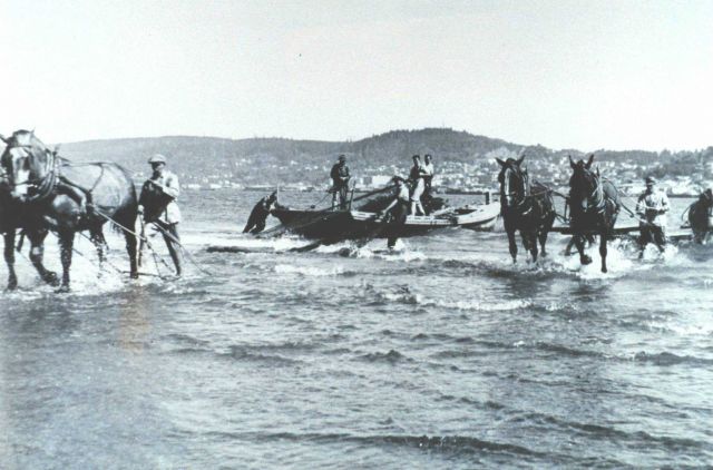Hauling in beach seine from the Columbia River by horse teams Picture