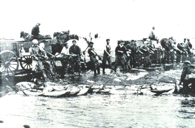 Men hauling in beach seine heavy with Columbia River salmon Picture