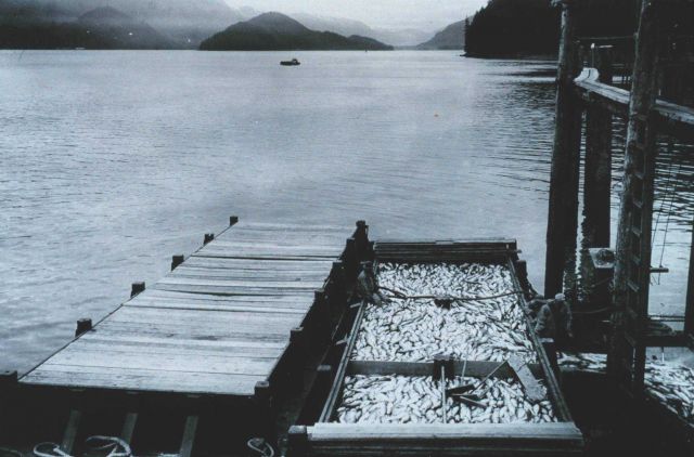 This barge-load of salmon attests to why the Alaska salmon fishery was the most valuable fishery prosecuted by U Picture