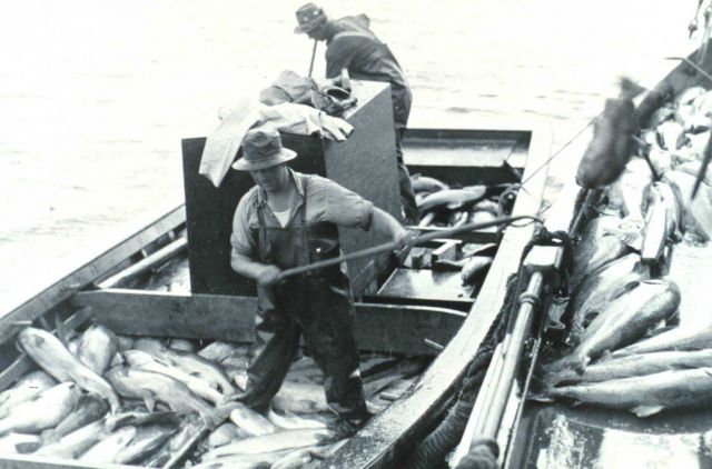 Knee-deep in salmon Picture