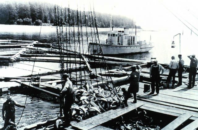 Brailing salmon from a floating trap Picture