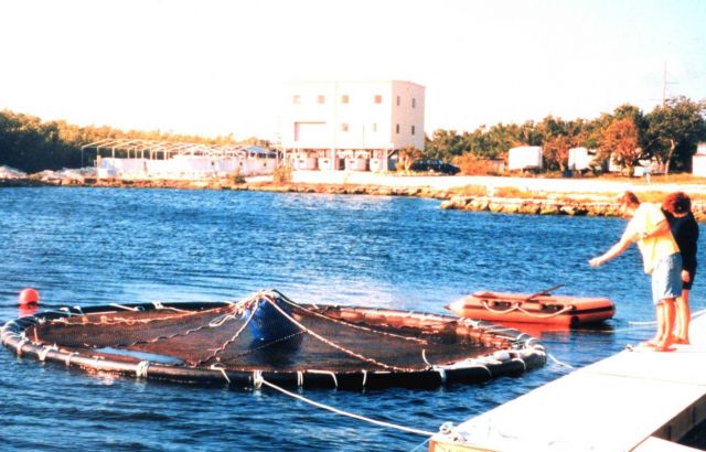 Floating grow-out cage in lagoon - fish grow to market size in this cage. Picture