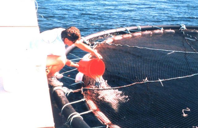 Stocking juvenile fish into grow-out cage. Picture