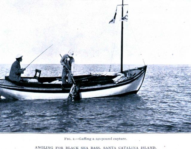 Angling for black sea bass at Santa Catalina Island Picture
