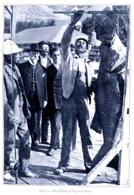 Weighing a big sea bass Picture