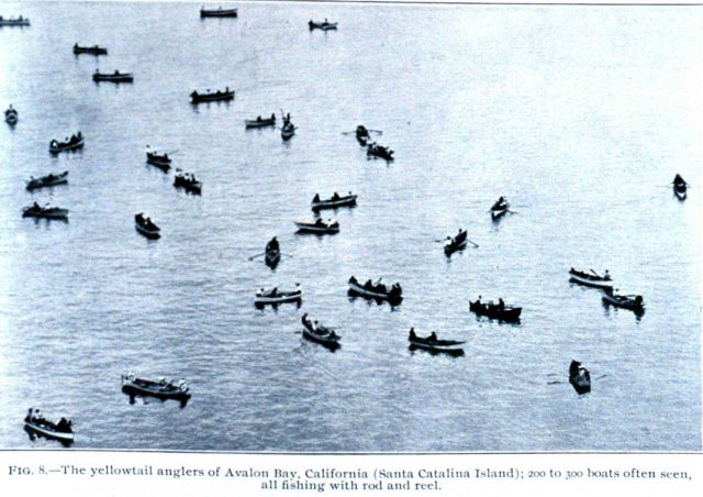 The yellowtail (tuna) anglers of Avalon Bay, California; 200 to 300 boats often seen, all fishing with rod and reel Picture