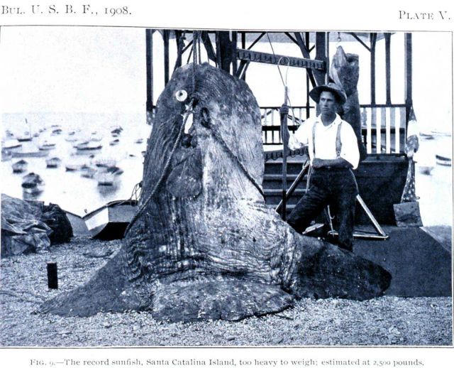 The record sunfish, Santa Catalina Island, too heavy to weigh; estimated at 2,500 pounds Picture
