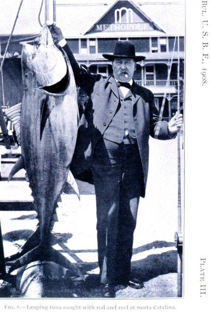 Leaping tuna caught with rod and reel at Santa Catalina Picture