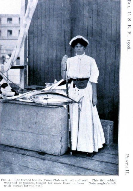 The record bonito, Tuna Club 1908, caught with rod and reel Picture