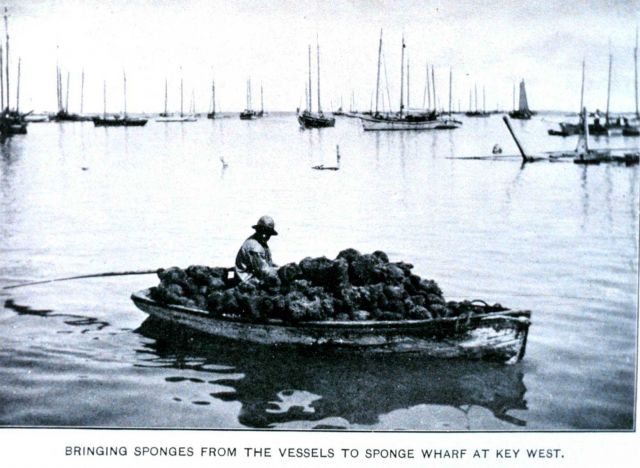Bringing sponges from the vessels to sponge wharf at Key West Picture