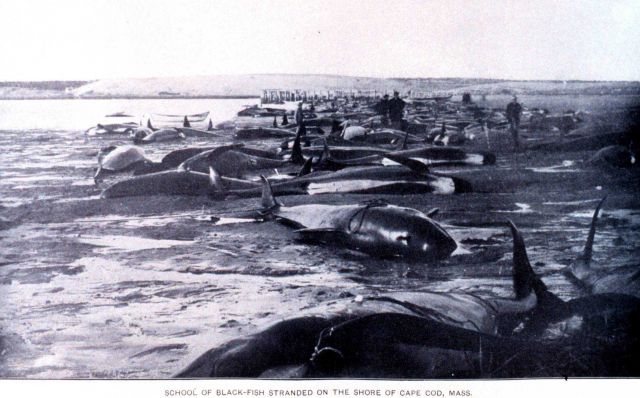 School of black-fish stranded on the shore of Cape Cod, Massachusetts Picture