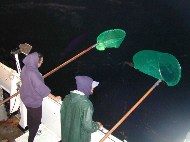 Blow winds blow! - dip-netting while laying to on the NOAA Ship McArthur Picture