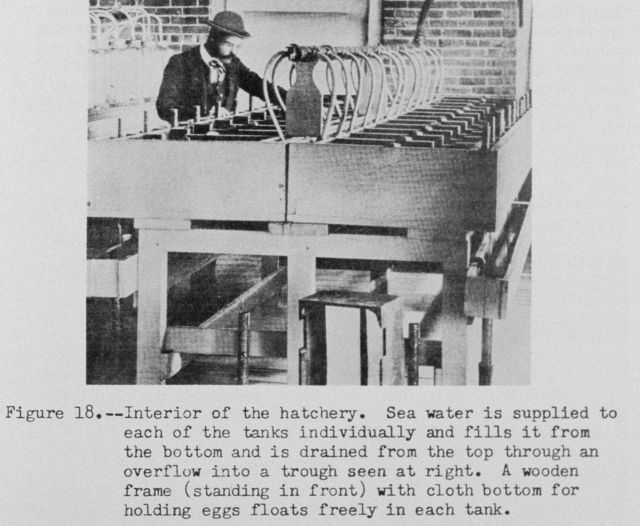 Interior of the hatchery at Woods Hole Picture