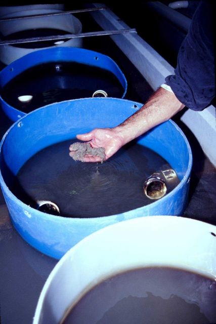 Larval clams (spat) are produced under tight control at this aquaculture operation in South Carolina Picture