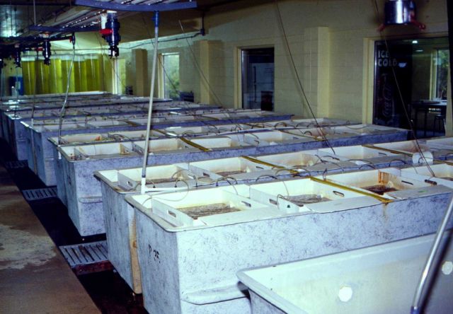 A South Carolina clam aquaculture operation raises both the spat (open tanks) and the green algae they eat (background cylinders) Picture